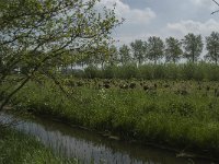 NL, Noord-Brabant, Aalburg, Pompveld 5, Saxifraga-Jan van der Straaten